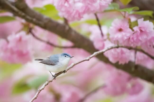 幸福の青い鳥