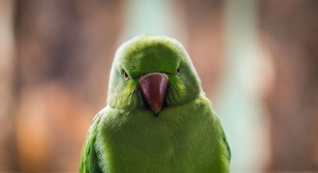 怒っている鳥