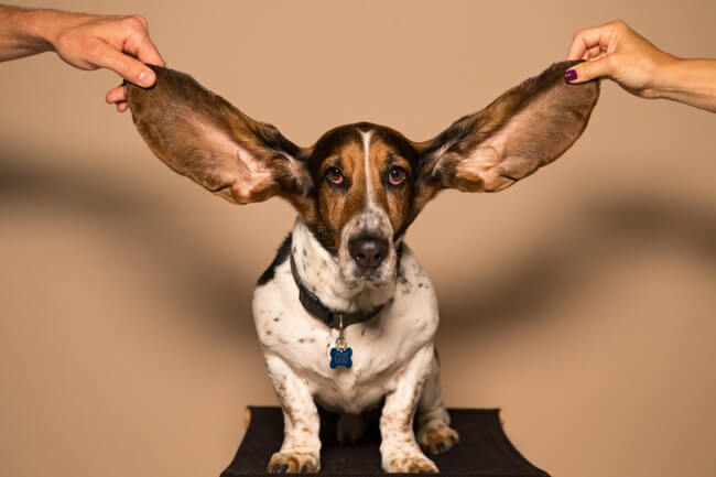 大きな耳の犬